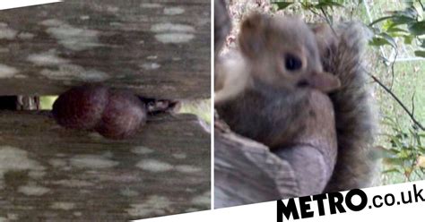 Squirrel gets stuck on fence by its nuts | Metro News