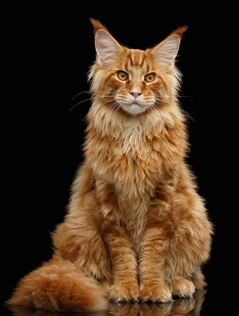 Orange Tabby Cat: Fascinating Facts About Orange Cats | Orange tabby ...