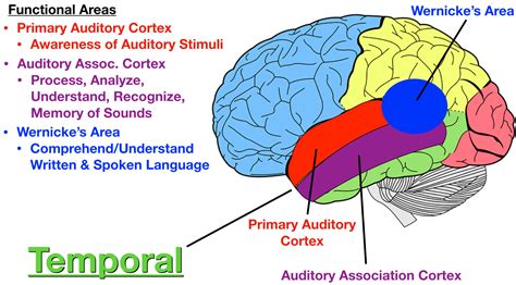 Lobes of the Brain: Cerebral Cortex Anatomy, Function, Labeled Diagram ...