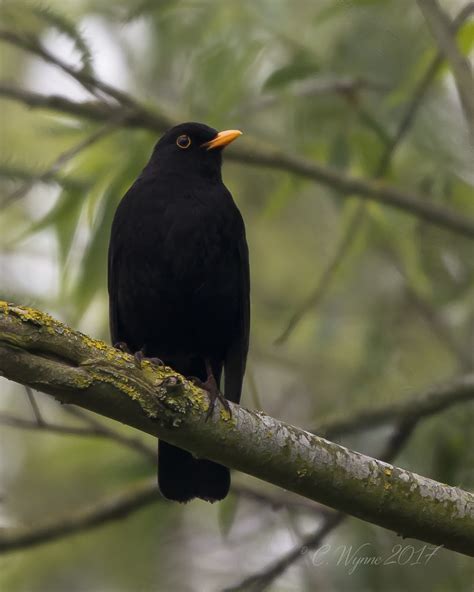 Common Blackbird (Male) | Turdus merula Cookham, Berkshire, … | Flickr