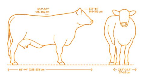 Black Angus Cattle Dimensions & Drawings | Dimensions.com