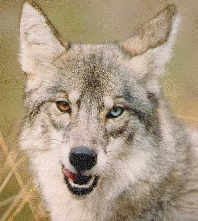 Coydog (coyote/dog hybrid) | Animals | Pinterest