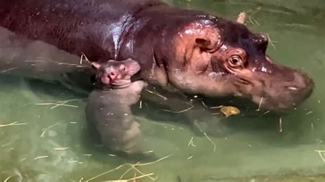 Get a first look at images of Cincinnati Zoo’s new baby hippo