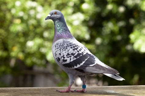 Pigeon Care – AE James