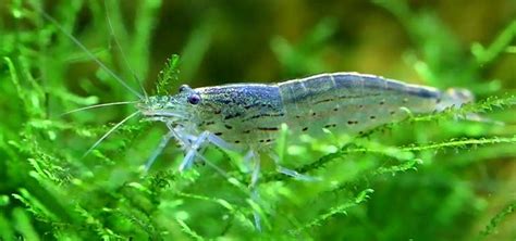 Freshwater Crustaceans: Shrimps | Tropical Fish Hobbyist Magazine