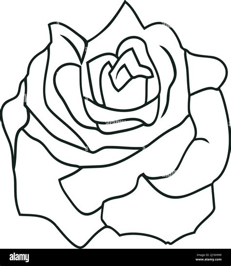 Rose vector blossom with abstract outline in black. White isolated ...