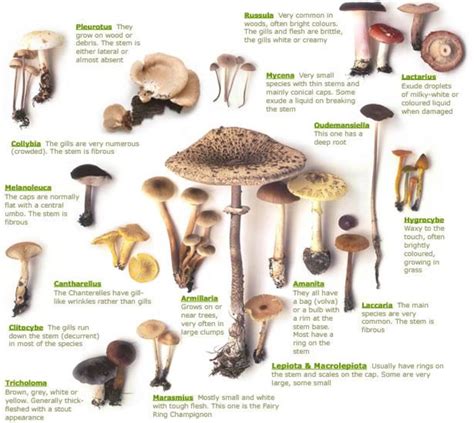 Common Mushrooms Qld at jerrypfingero blog