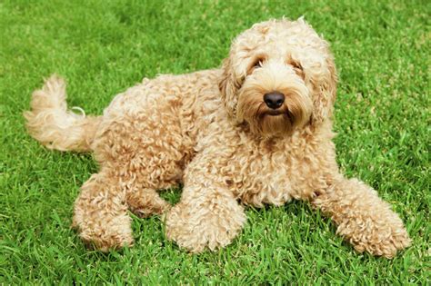 Meet the Labradoodle!