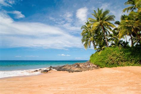 Hawaii Palm Trees Tropical Beach Stock Photo - Image of background ...