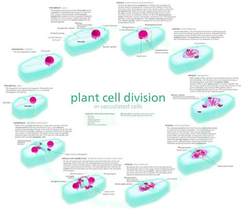 Plant Cell Cycle Mitosis Phase Cells Structure Biology Diagram Art ...