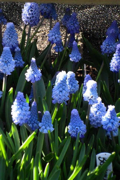 9 of the Best Grape Hyacinth Varieties for the Garden | Gardener’s Path