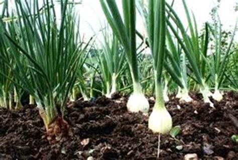 Bawang Bombay (Allium Ascalonicum ) manfaat dan cara budidaya