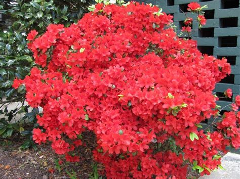 Red Azalea, We have two bushes not this big. | Plants, Garden and yard ...