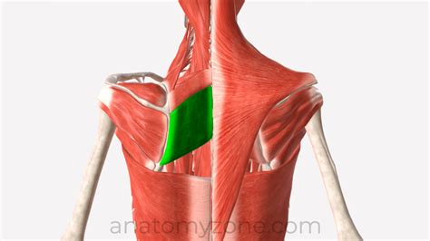 Rhomboid Major - Origin, Insertion, Action, 3D Model | AnatomyZone