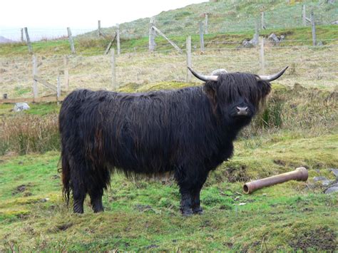 File:Highland cattle Black cow.jpg - Wikimedia Commons