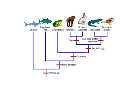 Divergent Evolution | Definition, Types & Examples