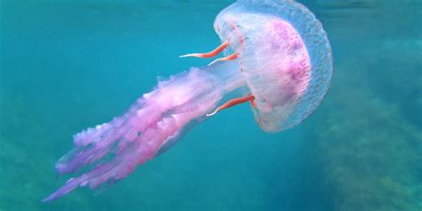 Stung: Understanding jellyfish stings - Scope