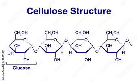 Cellulose Structure