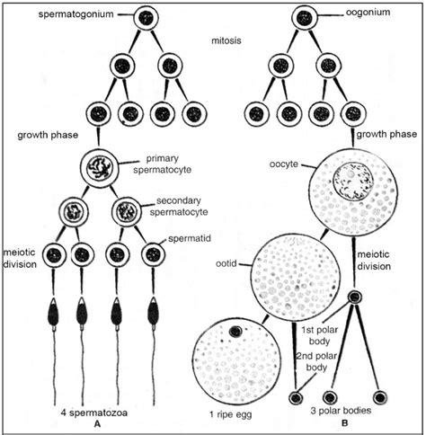 Difference between Spermatogenesis and Oogenesis - Biology Ease