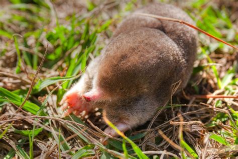 Eastern Mole | Animals Happen Wildlife Control