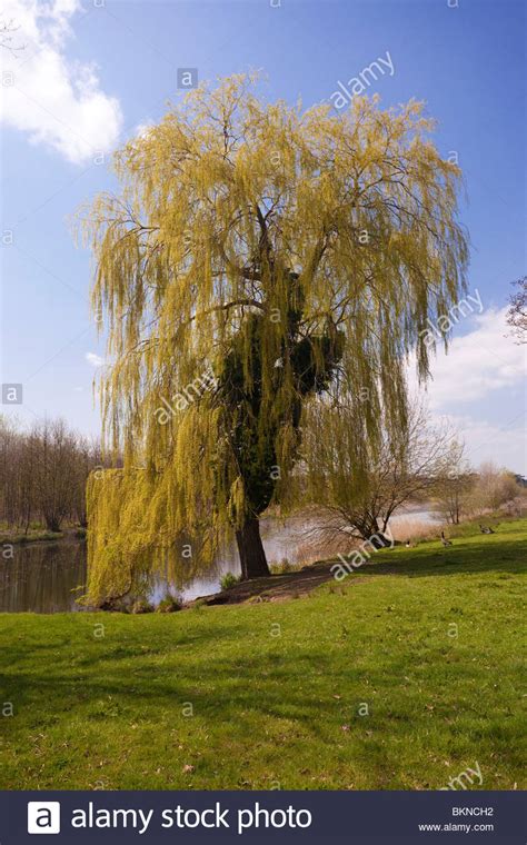 weeping willow tree in Suffolk, UK Stock Photo - Alamy