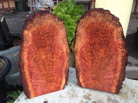 The Mysterious Live Burl! – Redwood Burl Inc.