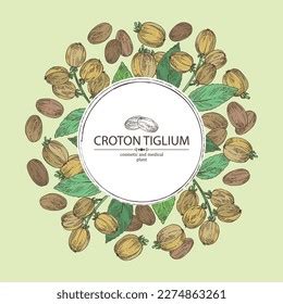 Background Croton Tiglium Croton Tiglium Plant Stock Vector (Royalty ...