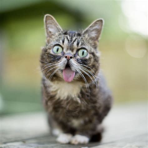 Cat With Tongue Out Pictures, Photos, and Images for Facebook, Tumblr ...