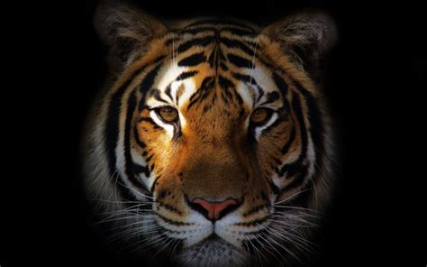 🔥 [60+] Tiger Face Wallpapers | WallpaperSafari