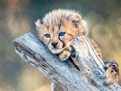 This little cheetah cub playing with its siblings will soothe you ...