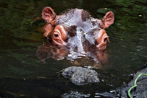 Animal Hippo Habitat - Free photo on Pixabay - Pixabay