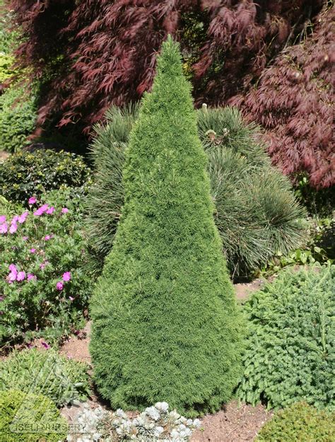 [75+] Tall Evergreen Shrubs For Pots Liste Télécharger | Unique PhotoPNG