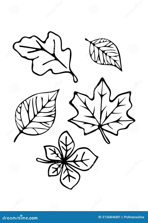 Autumn Leaf Outline Drawings