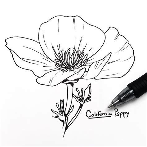 How To Draw Poppies Easy - Drawing Word Searches