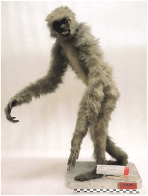 Silvery gibbon, originally from the Stadholderly collection. (Courtesy ...