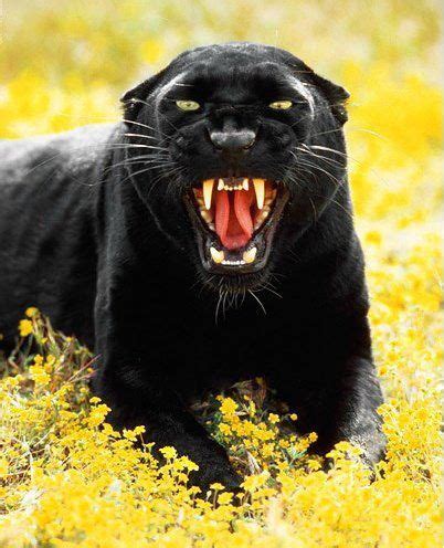 Panther lying down & roaring | Big cats, Wild cats, Animals wild