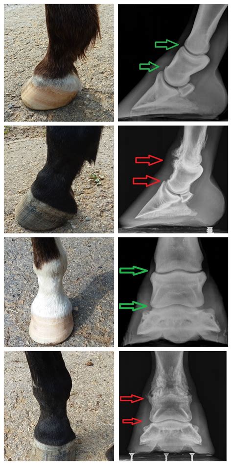 Ringbone in Horses - Diagnosis & Treatment — Irongate Equine Clinic