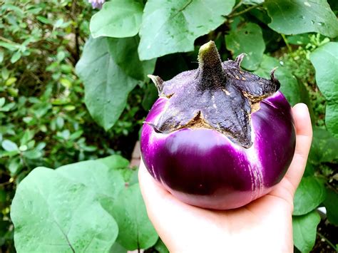 Eggplant harvest | Container gardening vegetables, Container gardening ...