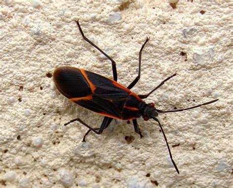 black and red bug on concrete | Flickr - Photo Sharing!