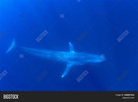 Pygmy Blue Whale Image & Photo (Free Trial) | Bigstock