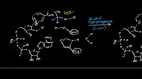 Alcohol Dehydrogenase: Physiology, Biochemistry, and Mechanism - YouTube