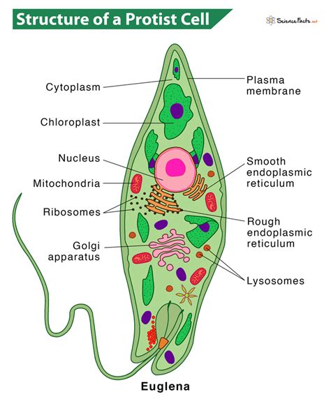 Protists: Definition, Types, Characteristics, and Examples