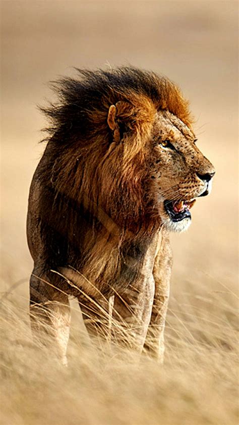 Lion Beautiful African Savanna - Pets Lovers