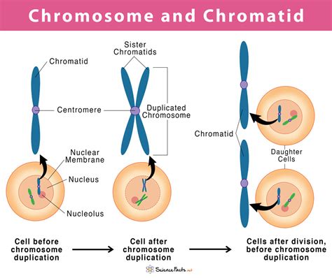 Chromosome vs Chromatid