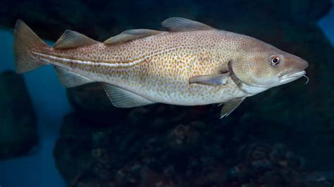 14 Types of Cod Fish Ranked by Size - AZ Animals