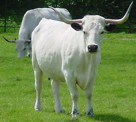 30 Best Cow Breeds for Meat and Milk You'll Want to Know About