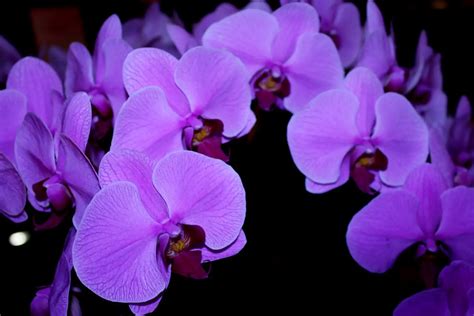 Growing Orchids In Hydroponics: Tips and Tricks - Hydroponic Orchids