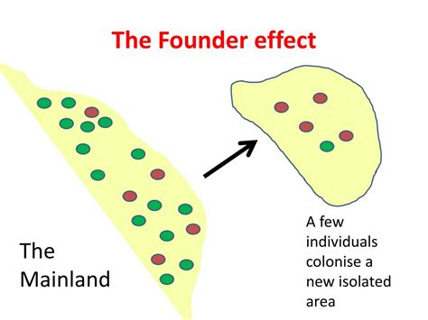 PPT - 9.1 - Genetic variation & the Founder Effect PowerPoint ...