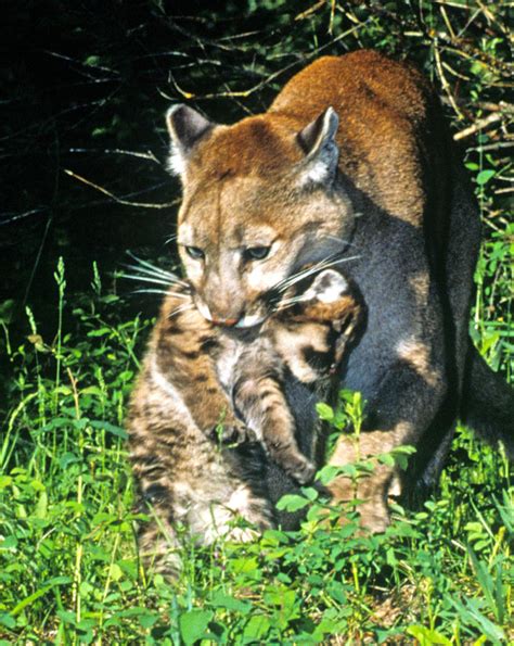 Cougar Mom Carries Cub Photograph by Larry Allan