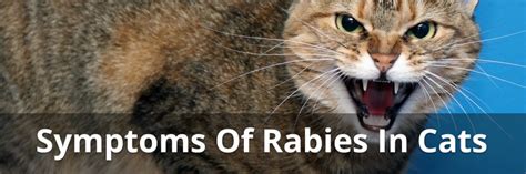 Stages Of Rabies In Cats